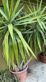 Piante yucca (tronchetto della felicità)