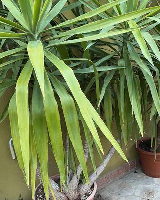 Piante yucca (tronchetto della felicità)