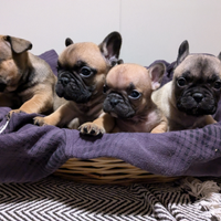 Cuccioli di bouledogue francese Pedigree Enci