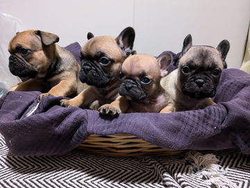 Cuccioli di bouledogue francese Pedigree Enci