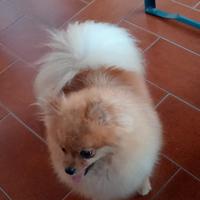Spitz piccolo
