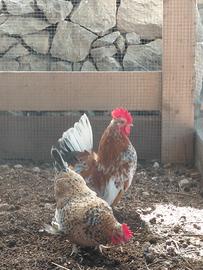 Galline chabo