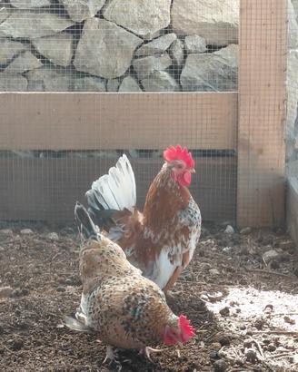 Galline chabo