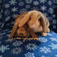 Coniglietti Arieti Nani