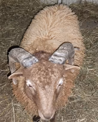 Arieti pecora nana d'Ouessant