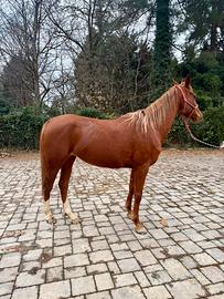 Cavalla araba Endurance/trekking