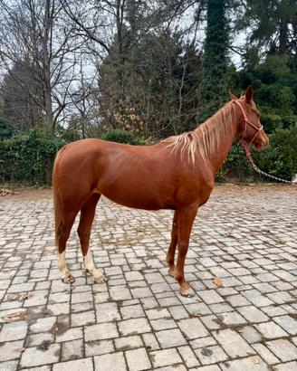 Cavalla araba Endurance/trekking