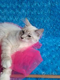 Gattina di siberiano con pedigree
