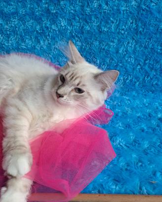 Gattina di siberiano con pedigree