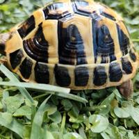 Tartaruga Testudo Hermanni Maschio 50-2021