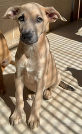 Animali da comoagnis