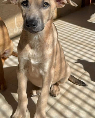 Animali da comoagnis