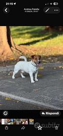 Jack Russel maschio per accoppiamento
