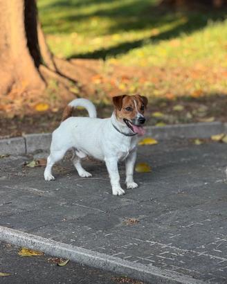 Jack Russel maschio per accoppiamento