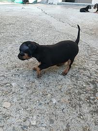 Pinscher