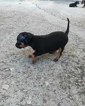 Pinscher
