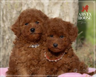 Cuccioli di Barboncino Toy e Mini Toy