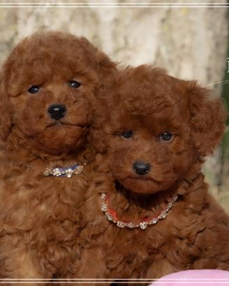 Cuccioli di Barboncino Toy e Mini Toy