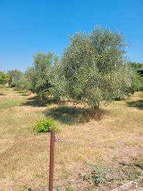 Vendita terreno edificabile