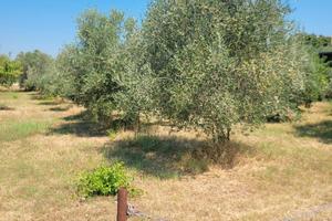 Vendita terreno edificabile