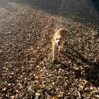 Cagnolina da compagnia