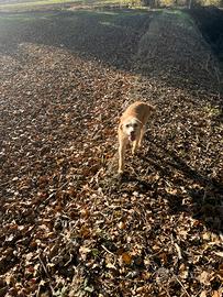 Cagnolina da compagnia