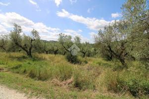 TER. AGRICOLO A MONTOPOLI DI SABINA