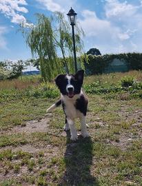 Maschietto di border collie