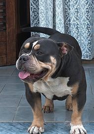 American Bully pocket