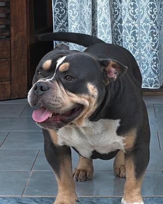 American Bully pocket