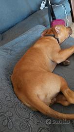 Cucciolo di pittbull