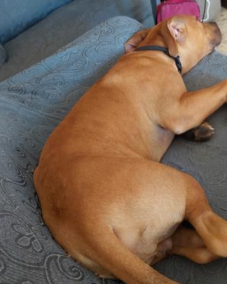 Cucciolo di pittbull