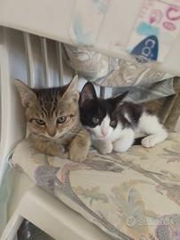Gattini in adozione anche mix siamesi