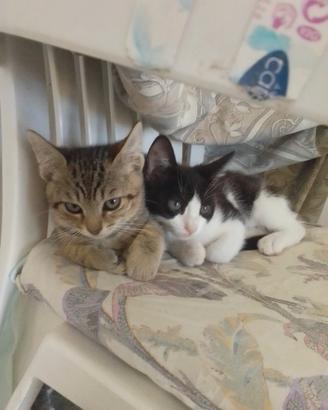 Gattini in adozione anche mix siamesi