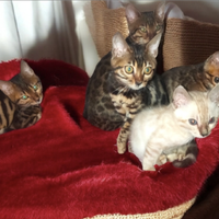 Cuccioli gatto Bengala