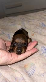 Pinscher/pinger/pincher