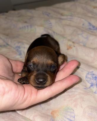 Pinscher/pinger/pincher