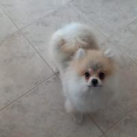 Accoppiamento per Pomerania