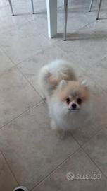 Accoppiamento per Pomerania