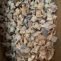 Scatola di conchiglie pee arredamento e/o fai d te