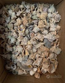 Scatola di conchiglie pee arredamento e/o fai d te