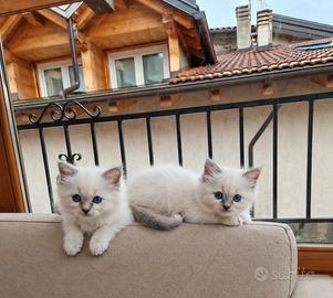 2 cuccioli di Sacro di Birmania con pedigree