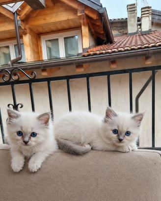 2 cuccioli di Sacro di Birmania con pedigree