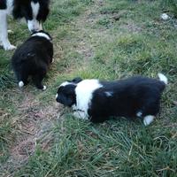 Border collie da lavoro