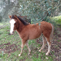 Puledro maschio 4 mesi