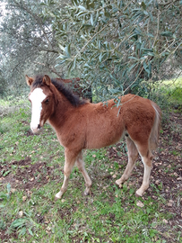 Puledro maschio 4 mesi