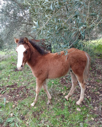 Puledro maschio 4 mesi