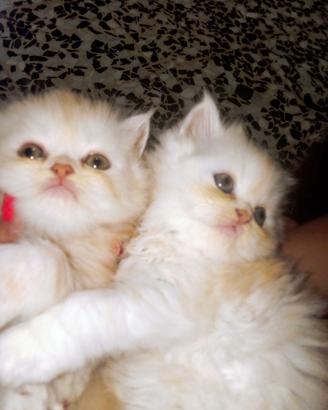 Gatti persiani cincilla