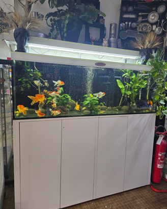 Acquario e pesci