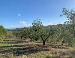 Terreno Agricolo